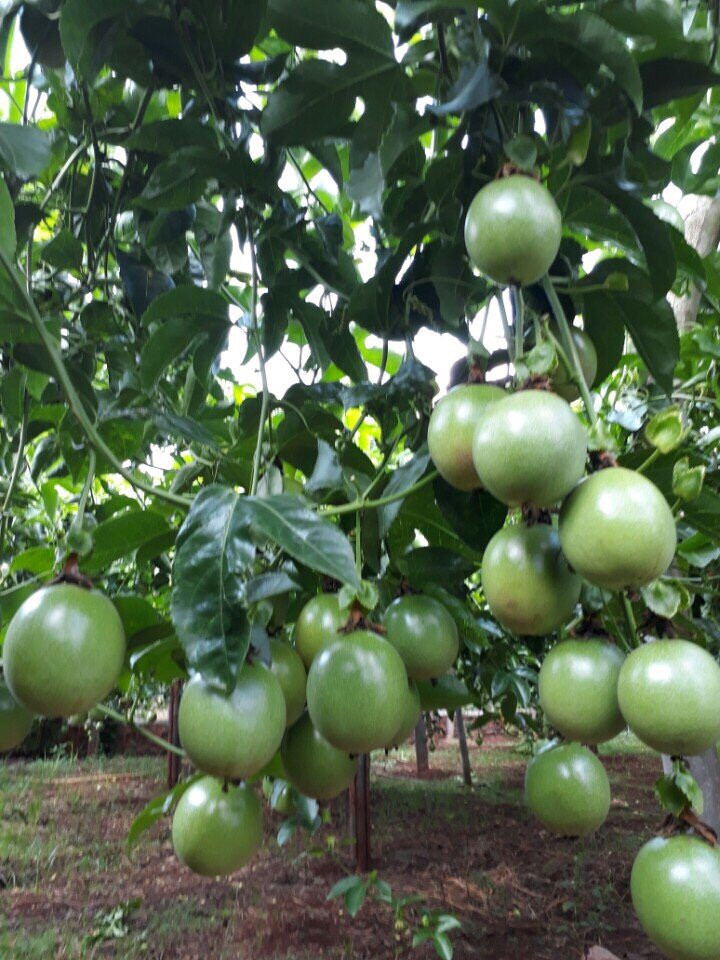 mo hinh cay chanh day