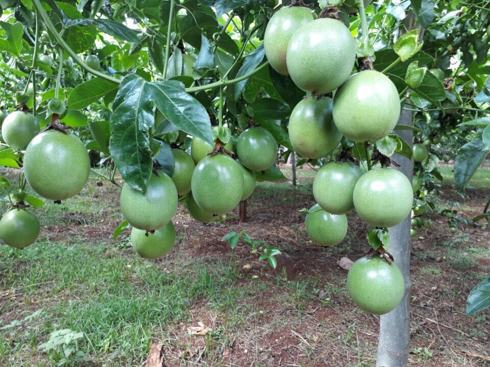 mo hinh cay chanh day