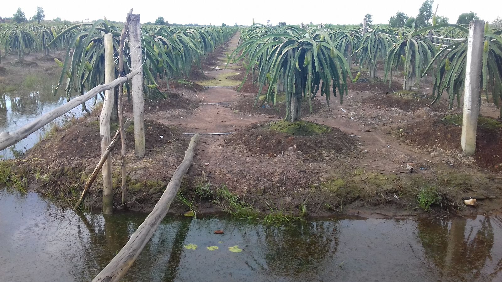 Mô hình cây thanh long