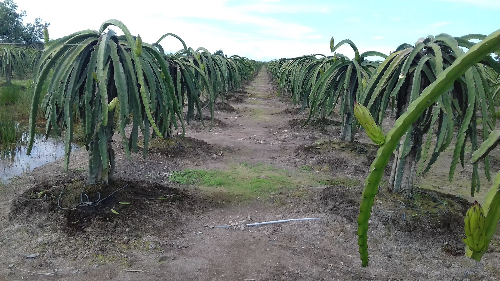 mo hinh cay thanh long