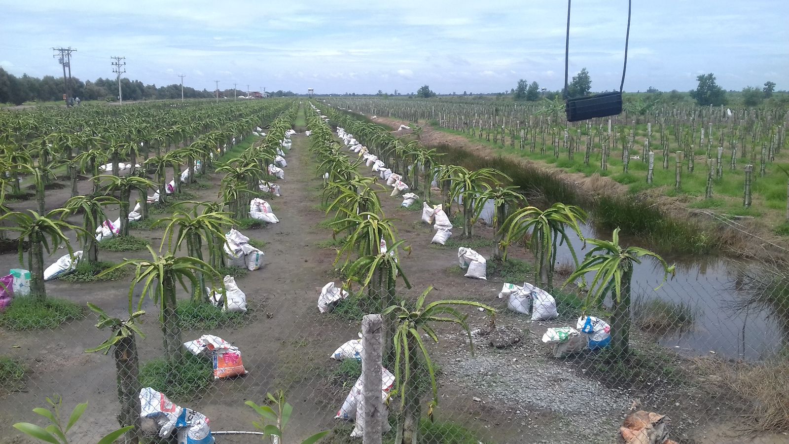 Mô hình cây thanh long
