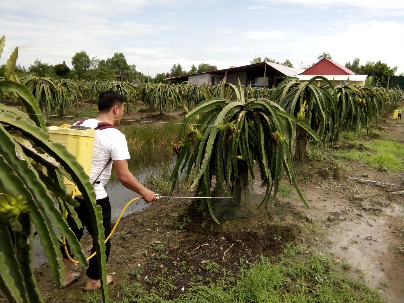mo hinh cay thanh long